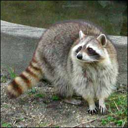 �����_�[�K�[�f��